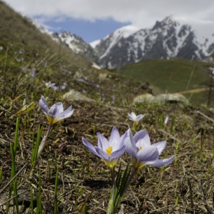 Crocus adamii